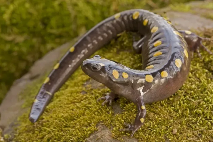Framed Print : Spotted Salamander - In early spring migration to woodland pond New York USA Framed Print : Spotted Salamander - In early spring migration to woodland pond New York USA