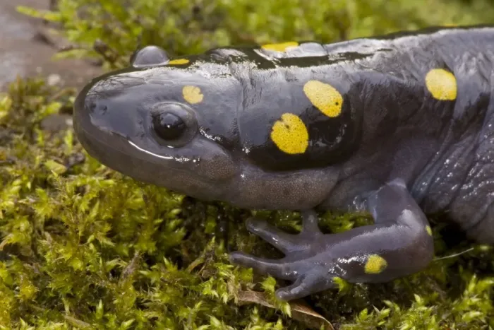 Framed Print : Spotted Salamander - In early spring migration to woodland pond New York USA Framed Print : Spotted Salamander - In early spring migration to woodland pond New York USA