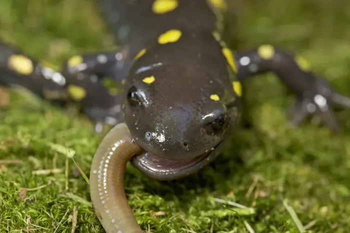 Framed Print : Spotted Salamander - eating a Worm - New York - USA Framed Print : Spotted Salamander - eating a Worm - New York - USA