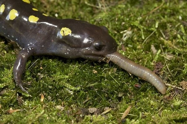 Spotted Salamander - eating a Worm - New York - USA