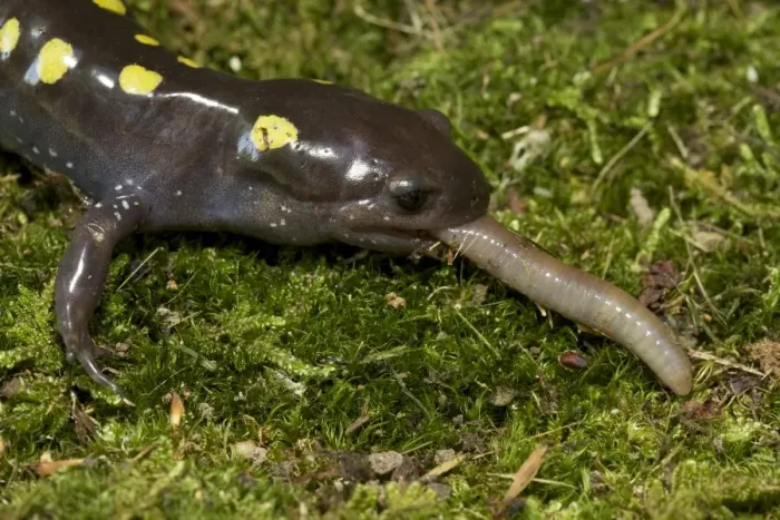 Framed Print : Spotted Salamander - eating a Worm - New York - USA Framed Print : Spotted Salamander - eating a Worm - New York - USA