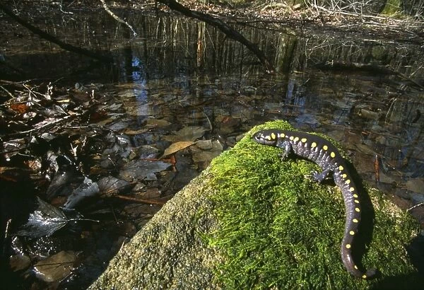 Spotted Salamander - on rock. Hamden, CT, USA