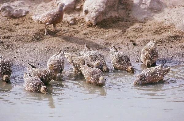 Spotted Sandgrouse - drinking