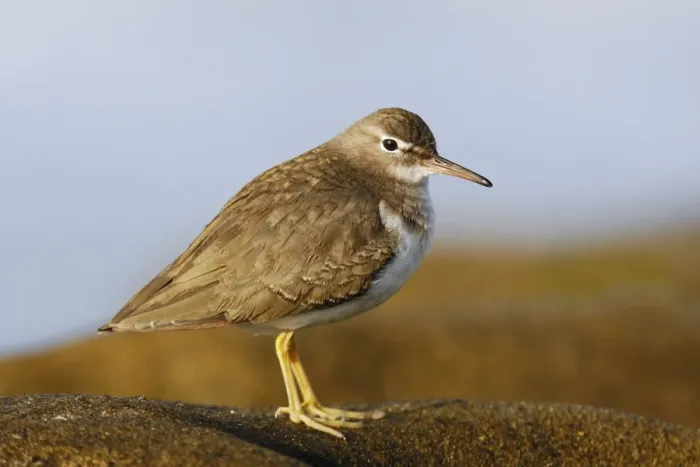 Framed Print : Spotted Sandpiper Framed Print : Spotted Sandpiper