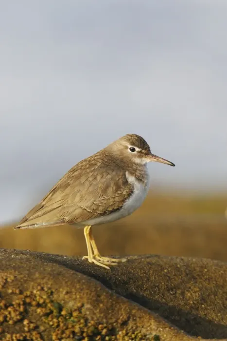 Framed Print : Spotted Sandpiper Framed Print : Spotted Sandpiper