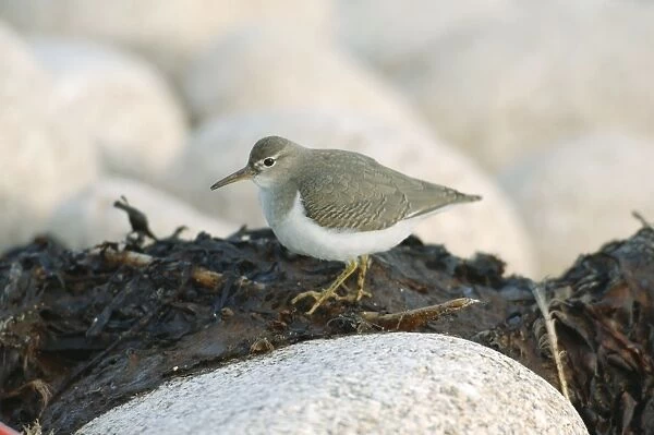 Spotted Sandpiper - Isles of Scilly - October