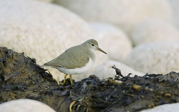 Spotted Sandpiper - Isles of Scilly - October