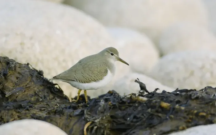Framed Print : Spotted Sandpiper - Isles of Scilly - October Framed Print : Spotted Sandpiper - Isles of Scilly - October
