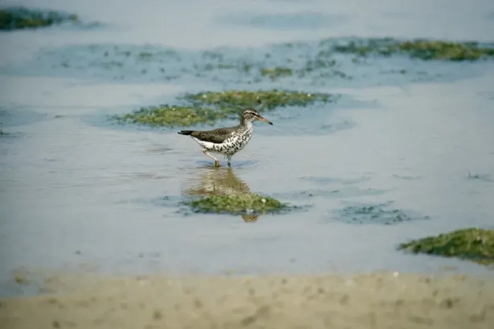 Framed Print : Spotted Sandpiper - Michigan - USA Framed Print : Spotted Sandpiper - Michigan - USA