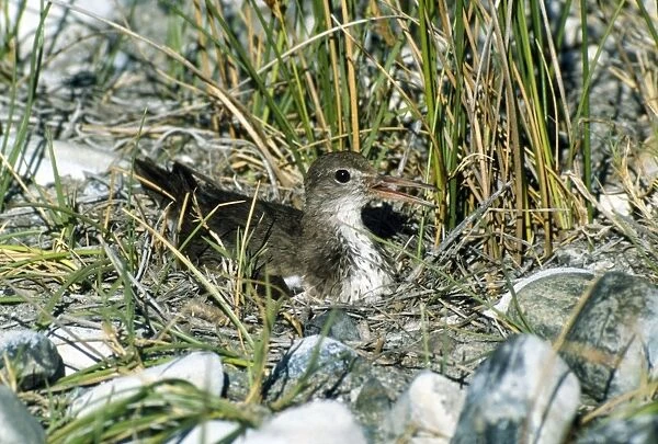 Spotted Sandpiper - on nest