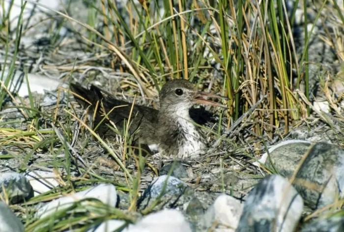 Framed Print : Spotted Sandpiper - on nest Framed Print : Spotted Sandpiper - on nest
