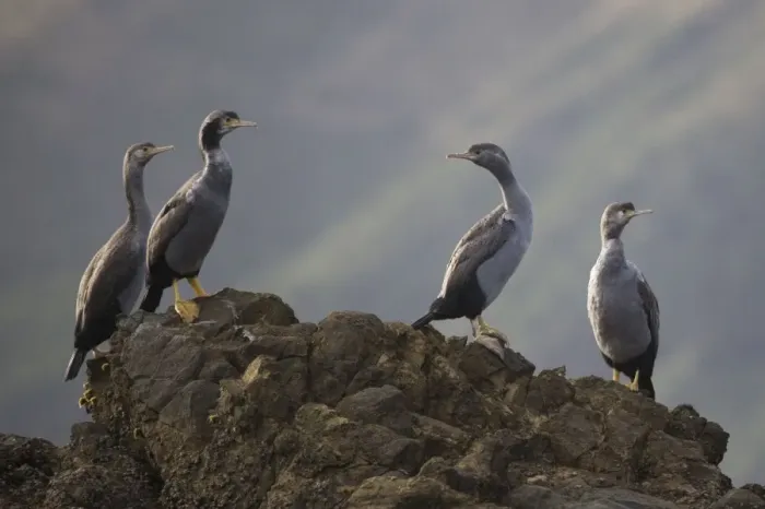 Framed Print : Spotted Shag - on Duffer's Reef, Pelorous Sound, Marlborough Sounds, South Island, New Zealand