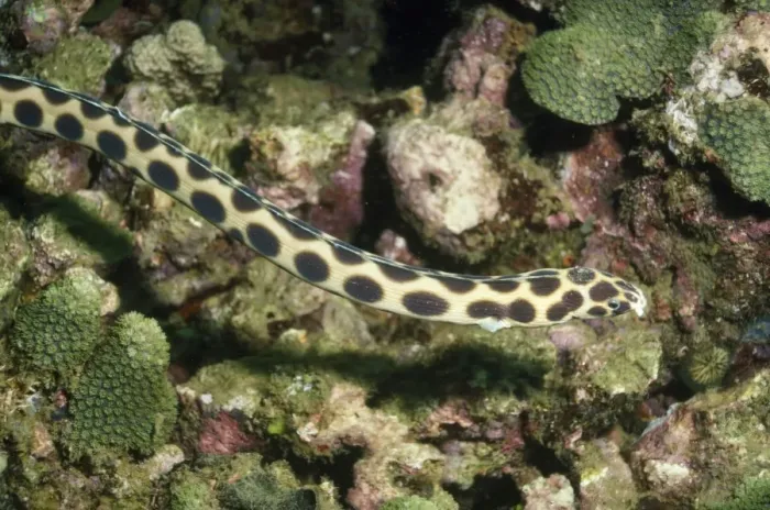 Framed Print : Spotted Snake Eel Indo Pacific, Indonesia Framed Print : Spotted Snake Eel Indo Pacific, Indonesia