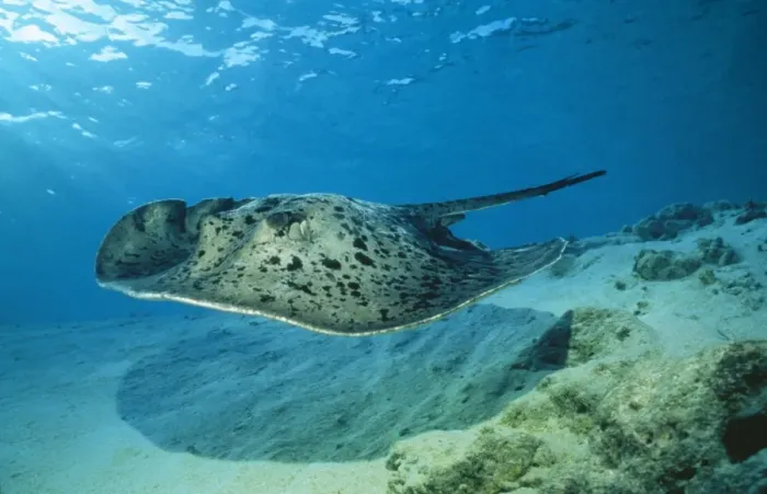 Framed Print : Spotted Stingray Framed Print : Spotted Stingray