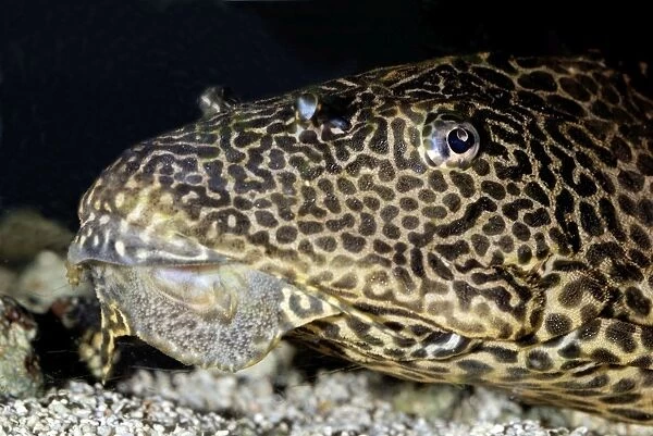 Spotted Suckermouth Catfish - freshwaters, flowing water southeastern Brazil to Argentina