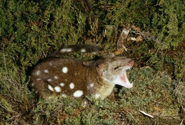 Framed Print : Spotted-tailed Quoll / Dasyure Framed Print : Spotted-tailed Quoll / Dasyure