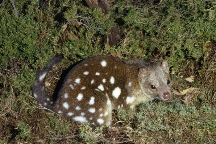 Framed Print : Spotted-tailed Quoll / Dasyure Framed Print : Spotted-tailed Quoll / Dasyure