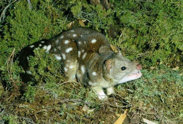 Framed Print : Spotted-tailed Quoll / Tiger Cat - Tasmania, Australia JPF03029 Framed Print : Spotted-tailed Quoll / Tiger Cat - Tasmania, Australia JPF03029