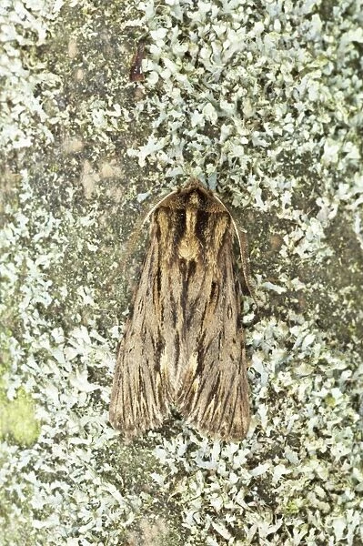 The Sprawler Moth Asteroscopus sphinx Essex, UK IN000638