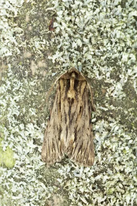 Framed Print : The Sprawler Moth Asteroscopus sphinx Essex, UK IN000638 Framed Print : The Sprawler Moth Asteroscopus sphinx Essex, UK IN000638