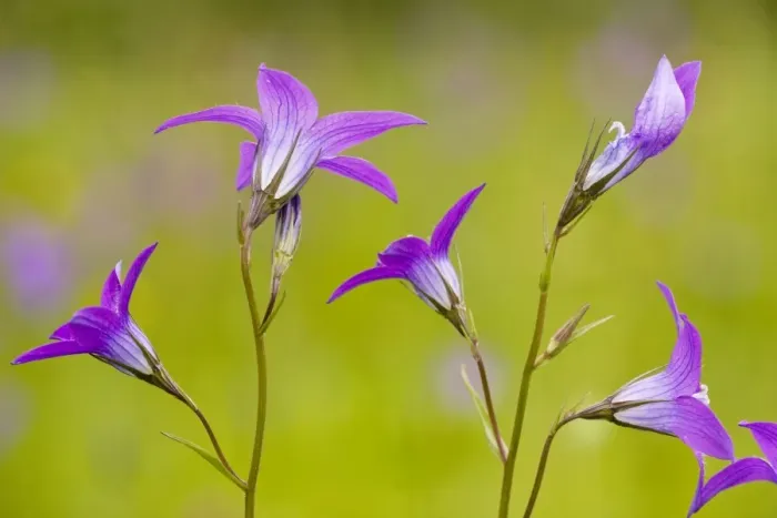 Framed Print : Spreading Bellflower - rare plant in UK