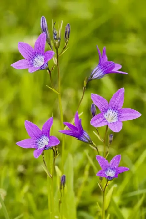 Framed Print : Spreading Bellflower - rare plant in UK Framed Print : Spreading Bellflower - rare plant in UK
