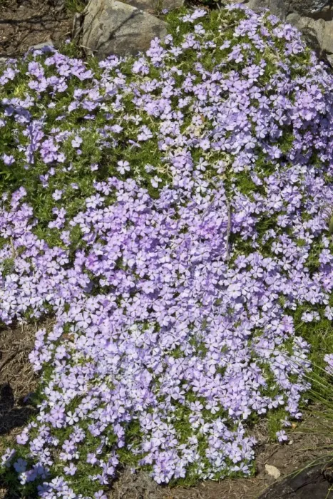 Framed Print : Spreading Phlox - Polemoniaceae family. Hart's Pass, Washinton in July Framed Print : Spreading Phlox - Polemoniaceae family. Hart's Pass, Washinton in July