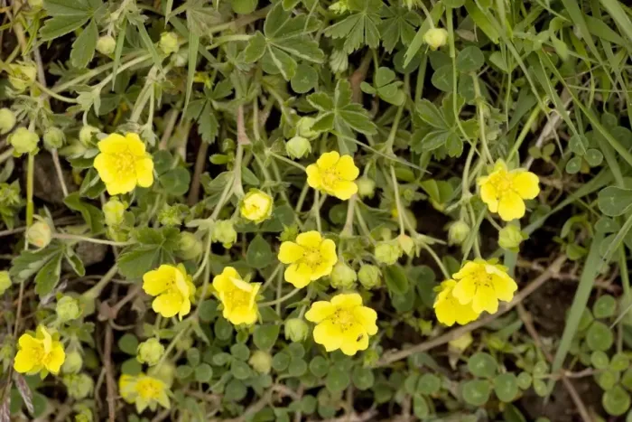 Framed Print : Spring cinquefoil (Potentilla neumanniana = P. tabernaemontani); rare in south England Framed Print : Spring cinquefoil (Potentilla neumanniana = P. tabernaemontani); rare in south England