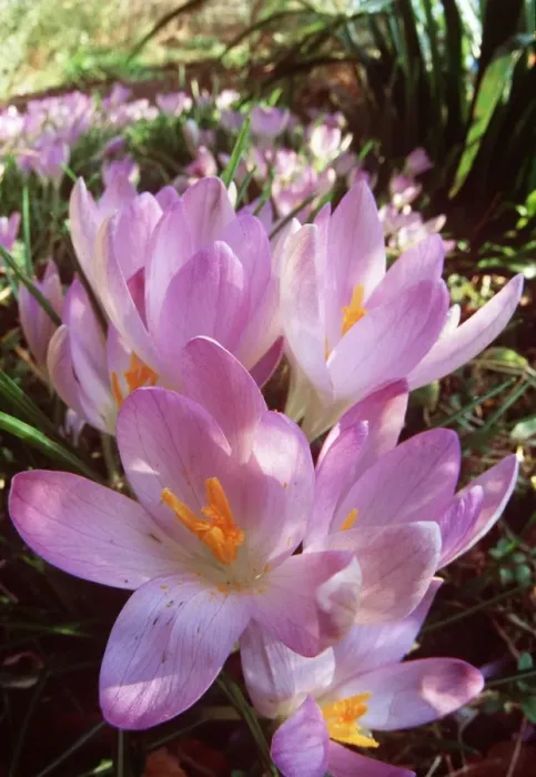Framed Print : SPRING CROCUS - Many Purple Framed Print : SPRING CROCUS - Many Purple