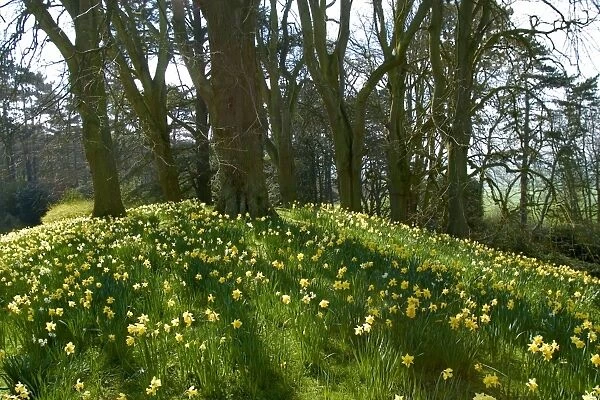 Spring - Daffodils on hillside in UK. Oxfordshire