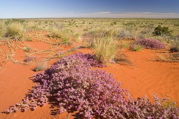 spring desert - brightly pink coloured flowers growing on a red dune in the desert in spring - Pilbara, Western Australia, Australia