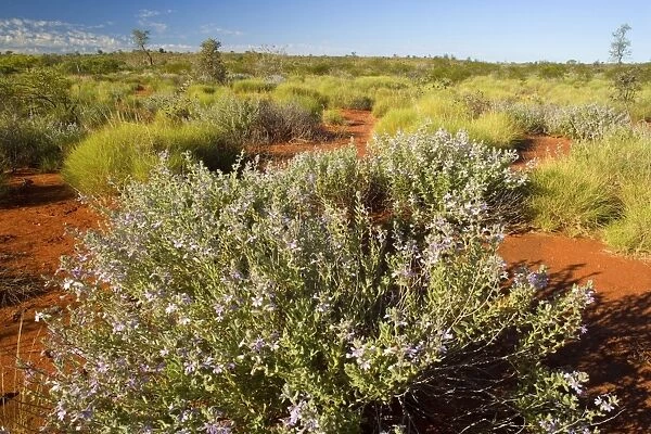 Spring desert - flowering bushes and freshly sprouted spinifex grass in the red desert in early spring - Western Australia, Australia