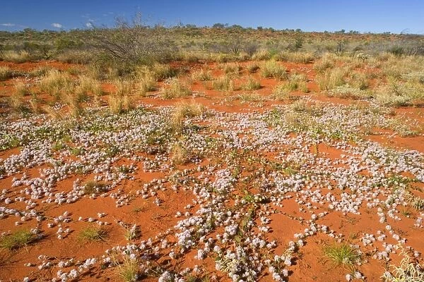 Spring desert - fully abloom Silvertails in red desert in early spring - Western Australia, Australia