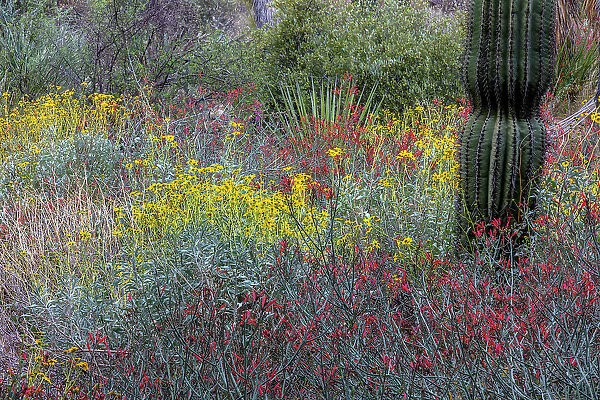 Spring floral desert gardens at the Arizona Sonoran Desert Museum in Tucson, Arizona, USA Date: 08-03-2021