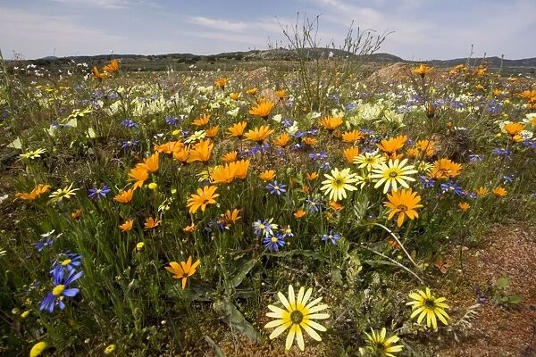 Spring flowers including Arctotis fastuosa (orange), Ursinia speciosa (yellow) and Felicia (blue) in the Kamiesberg mountains, Namaqualand, South Africa