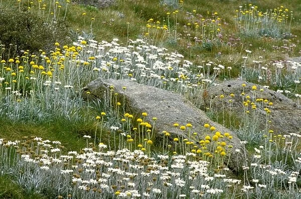 Spring flowers - Snow daisies and Billy Buttons (Celmisia, Craspedia) Kosciuszko National Park, New South Wales, Australia JPF03092