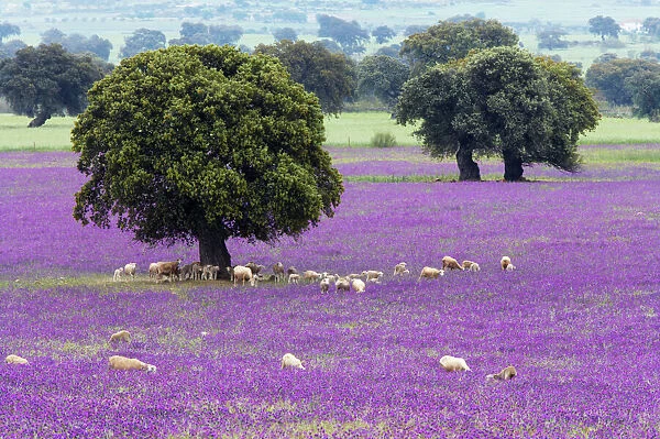 Spring Flowers, Stone Oaks & Grazing Sheep Extremadura, Spain LA003096
