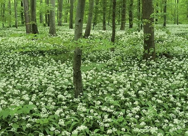Spring forest with mass population of blooming bear's garlic Baden-Wuerttemberg, Germany