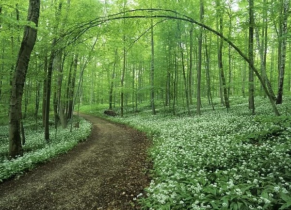 Spring forest with mass population of blooming bear's garlic and foot path Baden-Wuerttemberg, Germany snh060092 SAI
