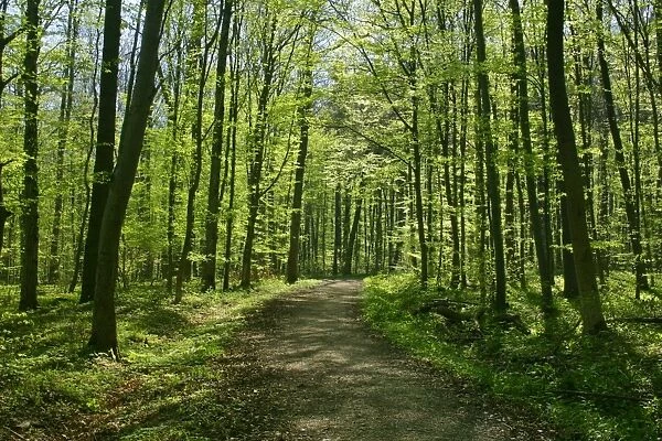Spring forest with path leading through freshly sprouted deciduous forest Baden-Wuerttemberg, Germany