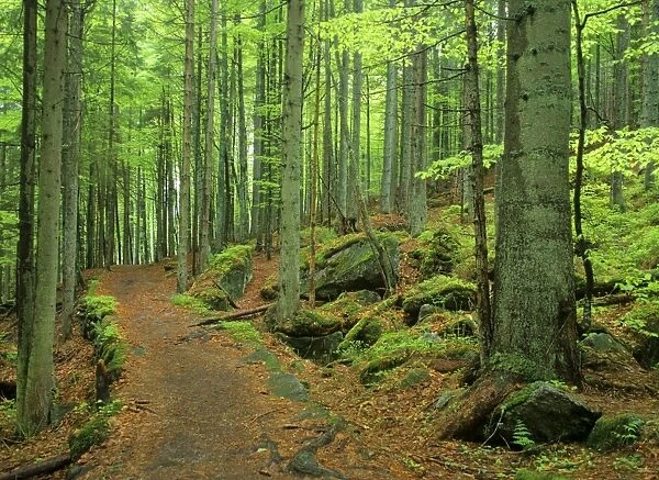 spring forest romantic path leading through mixed mountain forest in early spring Bavarian Forest National Park, Bavaria, Germany