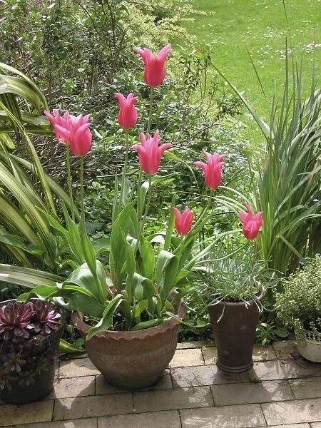 Spring garden Jaqueline pink tulips in pot