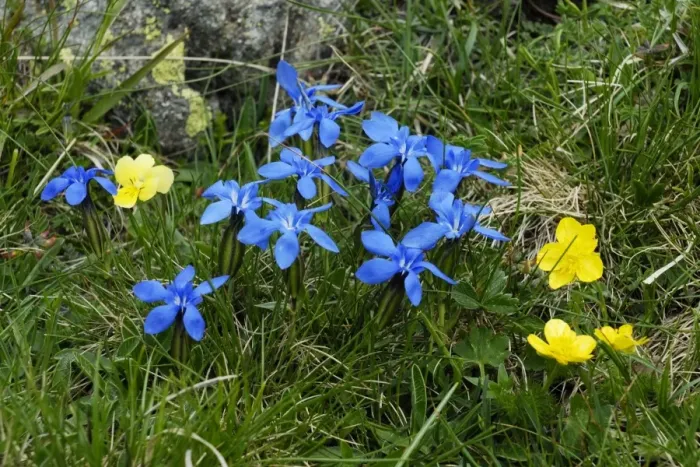 Framed Print : Spring Gentian - Mercantour - France Framed Print : Spring Gentian - Mercantour - France