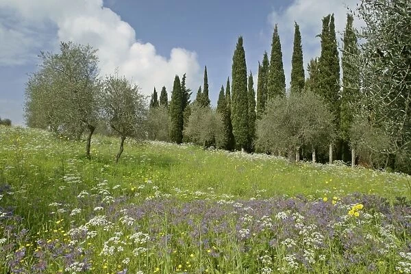 Spring meadow with olive trees, cypress trees (Cupressus sempervirens) and flowers like Mediterranean Hartwort (Tordylium apulum), Common Borage (Borago officinalis) and Rough Hawksbeard (Crepis biennis) Val d Orcia, Tuscany, Italy