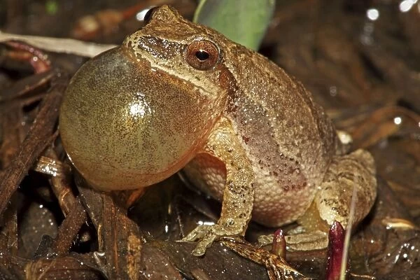 Spring Peeper (Pseudacris crucifer) - Male calling to attract female -New York - USA - Quite small chorus frog - Seldom seen - Emerges during the first rains of the year - Mating season from March to May - Emits a distinctive loud rising