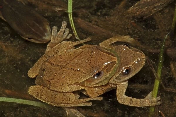 Spring Peepers (Pseudacris crucifer) - Pair in amplexus - New York - USA - Red-spotted Newt in water - Quite small chorus frog - Seldom seen - Emerges during the first rains of the year - Mating season from March to May - Emits a distinctive loud