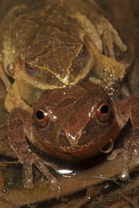 Framed Print : Spring Peepers (Pseudacris crucifer) - Pair in amplexus - New York - USA - Quite small chorus frog - Seldom seen - Emerges during the first rains of the year - Mating season from March to May - Emits a distinctive loud rising Framed Print : Spring Peepers (Pseudacris crucifer) - Pair in amplexus - New York - USA - Quite small chorus frog - Seldom seen - Emerges during the first rains of the year - Mating season from March to May - Emits a distinctive loud rising