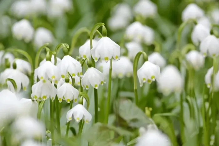 Framed Print : Spring Snowflake dense population in forest Schwaebische Alb, Germany