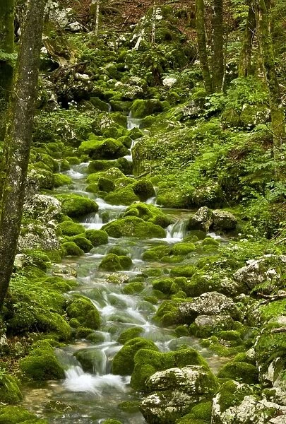 Spring - and source of stream with mossy boulders in old beech / sycamore woodland on limestone, Triglav National Park, Slovenia