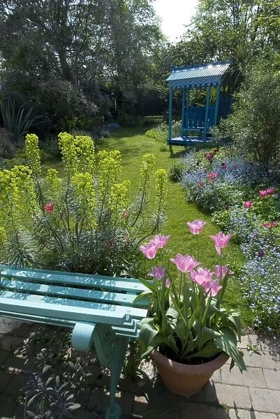 Spring Urban Garden - with Euphorbia, Tulips & Forget-me-nots - with garden shelter in background
